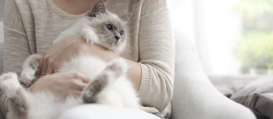 Adoption d’un chat
